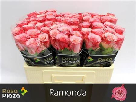 <h4>R Gr Ramonda</h4>