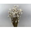 Dried Acroclinium Nat White Bunch