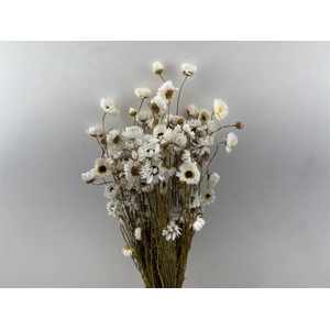 Dried Acroclinium Nat White Bunch