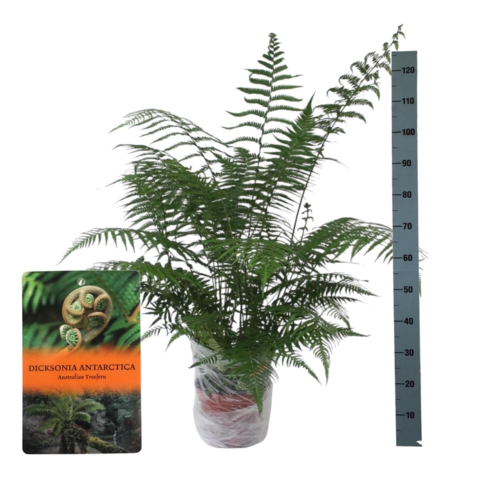 <h4>Dicksonia Antarctica (Tasmaanse Boomvaren) - clump - MET hoes</h4>