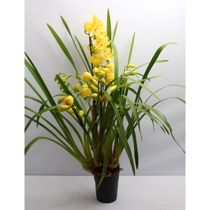 Cymbidium geel 4 tak