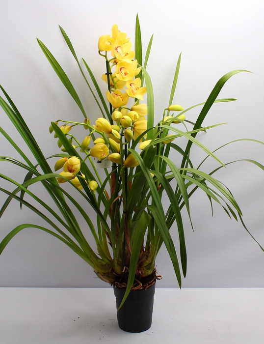 <h4>Cymbidium geel 4 tak</h4>