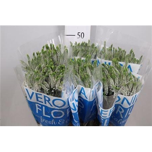 Veron Smart Caya