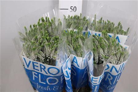 <h4>Veron Smart Caya</h4>