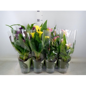 Zantedeschia   ...mix