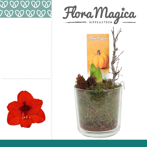 <h4>Amaryllis Rood 2 Knop in Claudia Glas HERFST</h4>