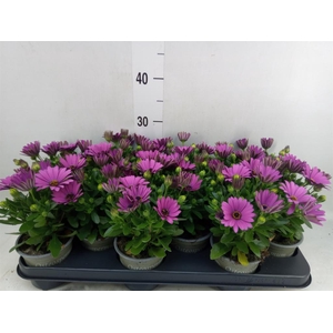 Osteospermum  'Senorita Tanja'