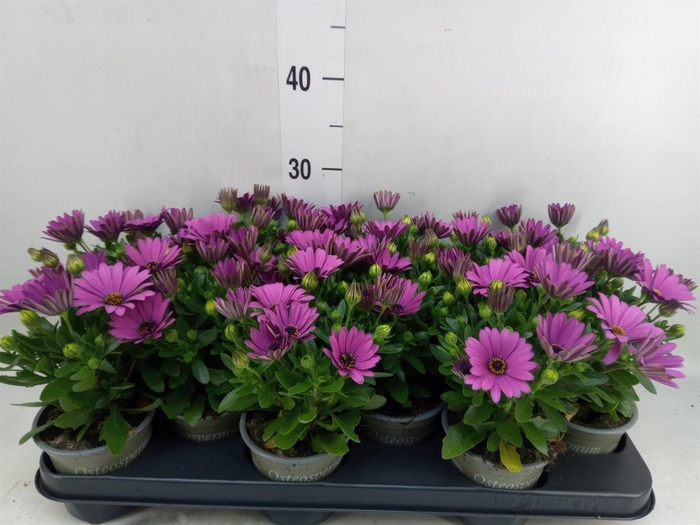 <h4>Osteospermum 'Senorita Tanja'</h4>
