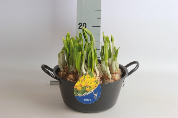 <h4>ARR NARCISSUS</h4>