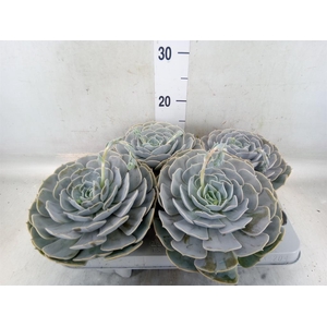 Echeveria  'Pollux'