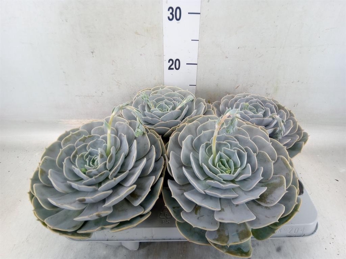 <h4>Echeveria  'Pollux'</h4>