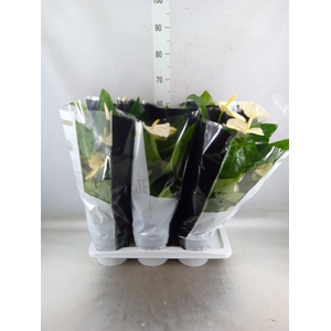 Anthurium andr. 'Alaska'