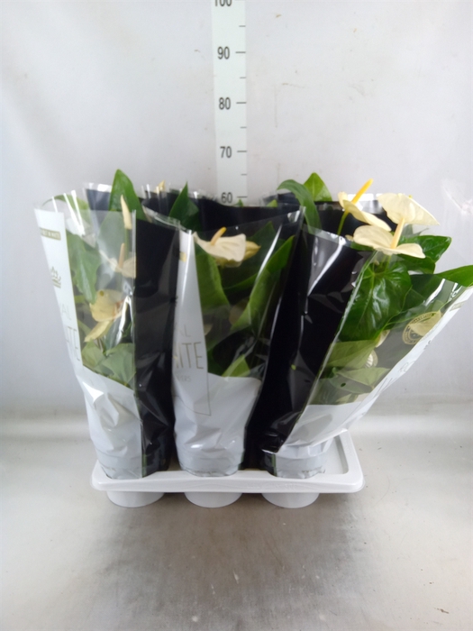 <h4>Anthurium andr. 'Alaska'</h4>