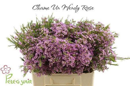<h4>Chame Un Wendy Rose</h4>