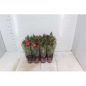 ANTHURIUM MINI MILLION FLOWERS P09