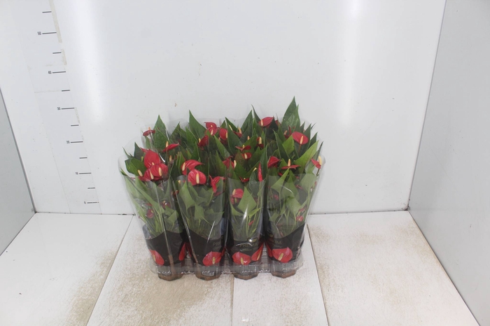 <h4>ANTHURIUM MINI MILLION FLOWERS P09</h4>