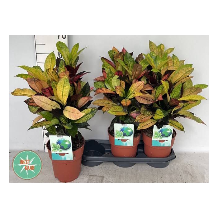 <h4>Codiaeum variegatum Mrs Iceton 19Ø 55cm 1pp</h4>