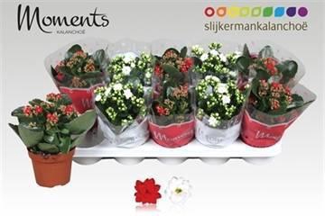 <h4>KAL GE GEM 2 KL</h4>