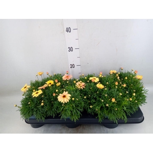 Argyranthemum  'Madeira Crest Merl'
