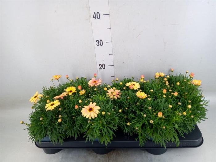 <h4>Argyranthemum  'Madeira Crest Merl'</h4>