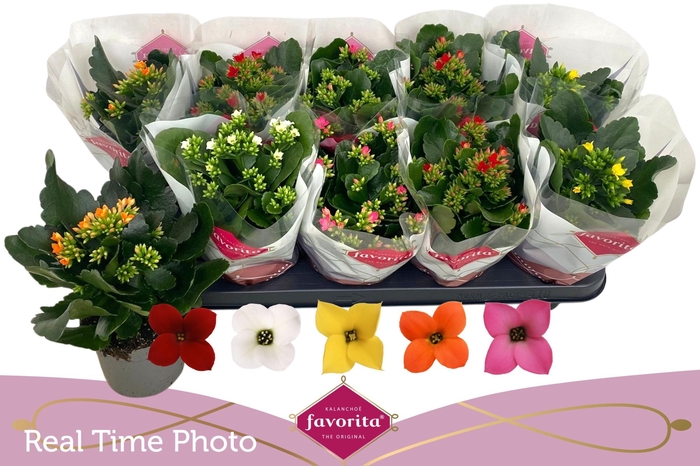 <h4>KAL EN GEM 5 KL</h4>