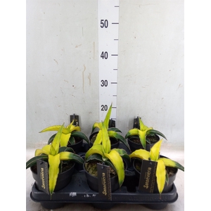 Sansevieria  'Star Canary'