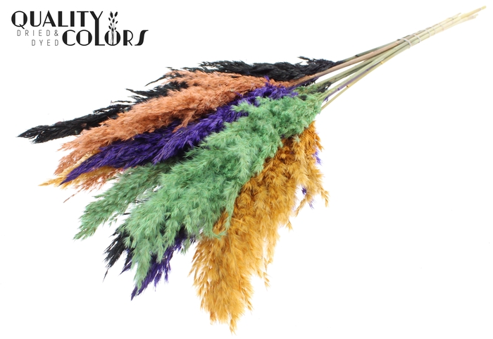 <h4>Pampas Grass 70cm 10st/bunch Halloween Mix</h4>