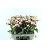 Paeonia L Alertie