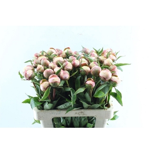 Paeonia L Alertie