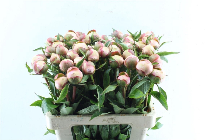 <h4>Paeonia L Alertie</h4>