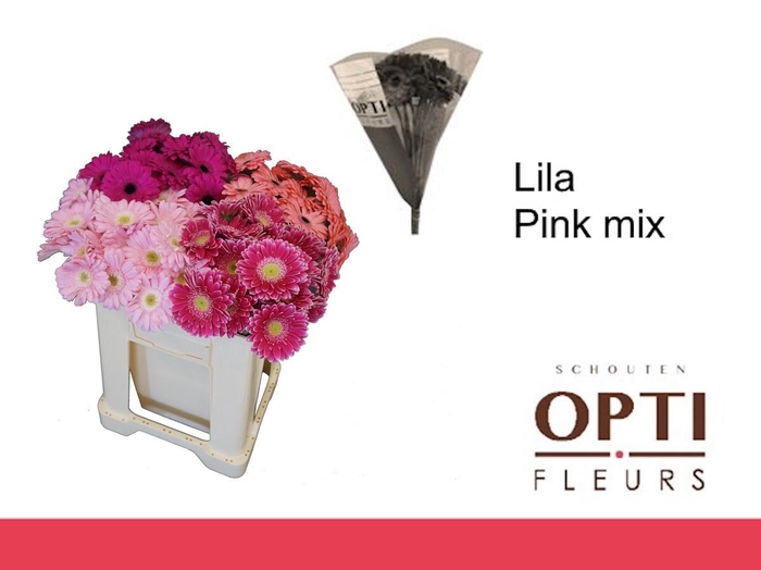 <h4>Germini Mix Lila - Pink Water</h4>