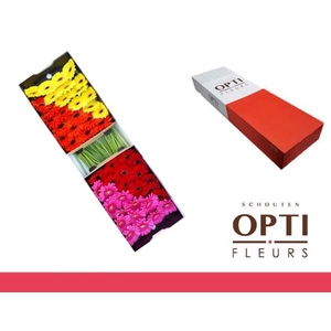 Gerbera Mix 4 kleuren Doos