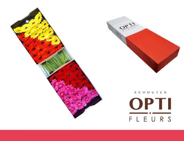 <h4>Gerbera Mix 4 kleuren Doos</h4>