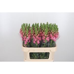 Antirrhinum Po Pink