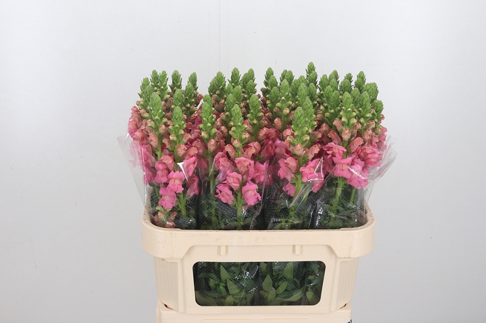 Antirrhinum Po Pink