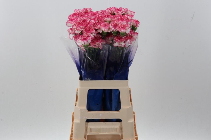 <h4>Di St Komachi hi</h4>