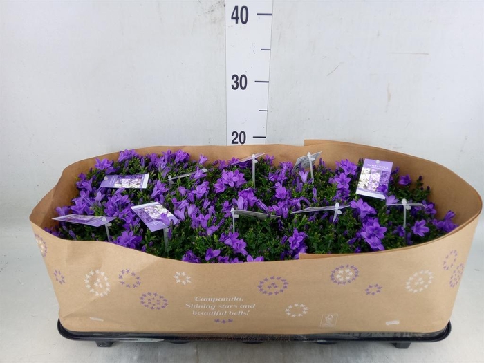 <h4>Campanula porten.</h4>