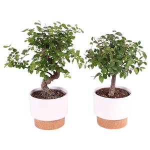 Bonsai Mixed Ball-/S-Shaped ø12cm in ø13cm Crispy Clean Nº369