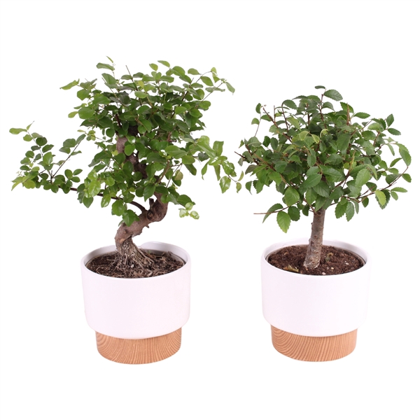 <h4>Bonsai Mixed Ball-/S-Shaped ø12cm in ø13cm Crispy Clean Nº369</h4>