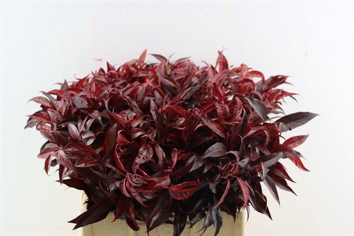 <h4>Leucothoe Klbh Rood</h4>