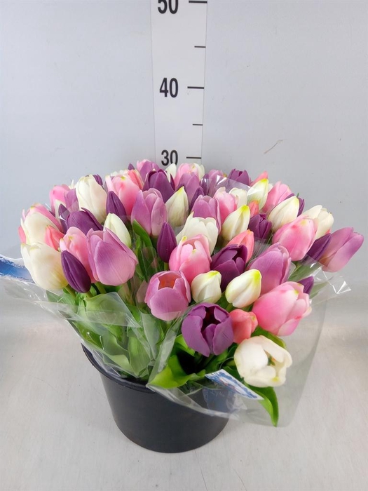 <h4>Decoratie  ..Kunstbloem H%</h4>