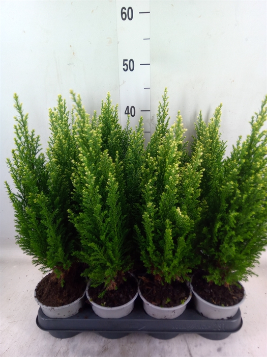 <h4>Chamaecyparis laws. 'Snow White'</h4>