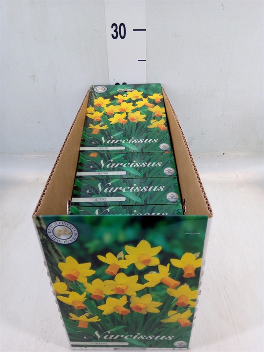<h4>Flowerbulbs, corns or tubers   ...</h4>