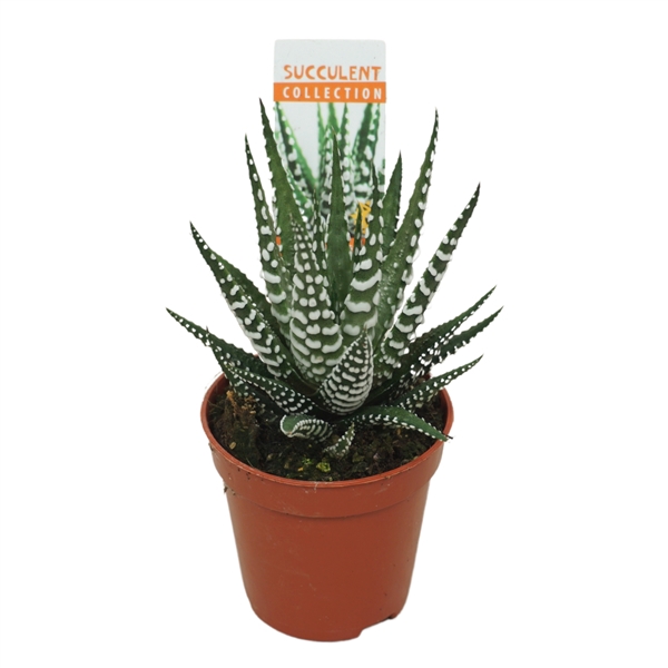 <h4>Haworthia big band 5,5 cm met etiket</h4>