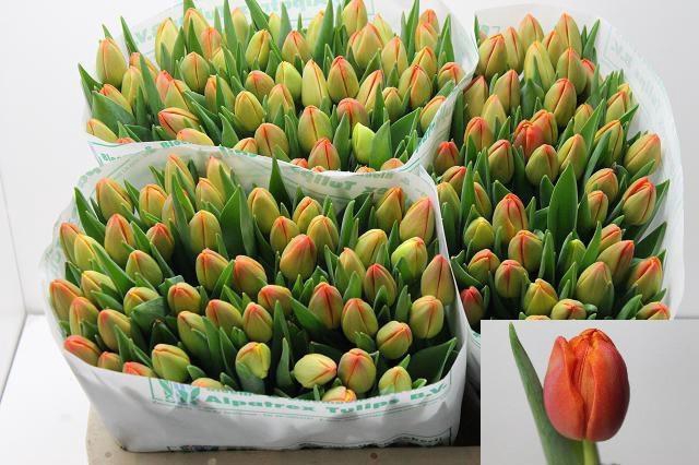 <h4>TU DU ICOON</h4>