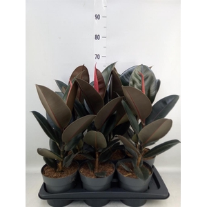 Ficus elastica 'Abidjan'