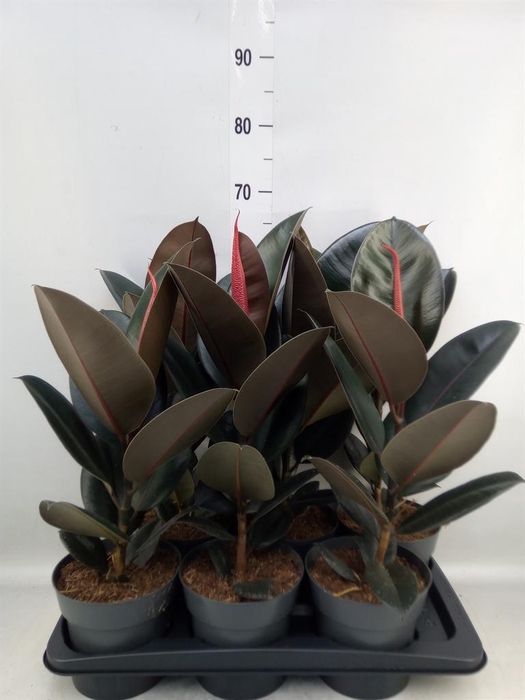<h4>Ficus elastica 'Abidjan'</h4>