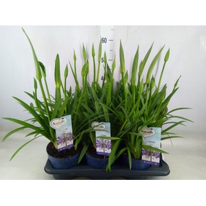 Agapanthus  'Amourette Superb'
