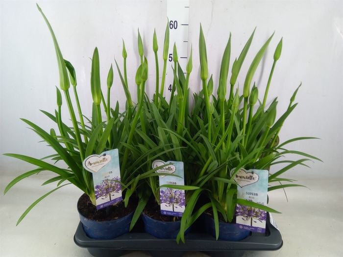 <h4>Agapanthus  'Amourette Superb'</h4>