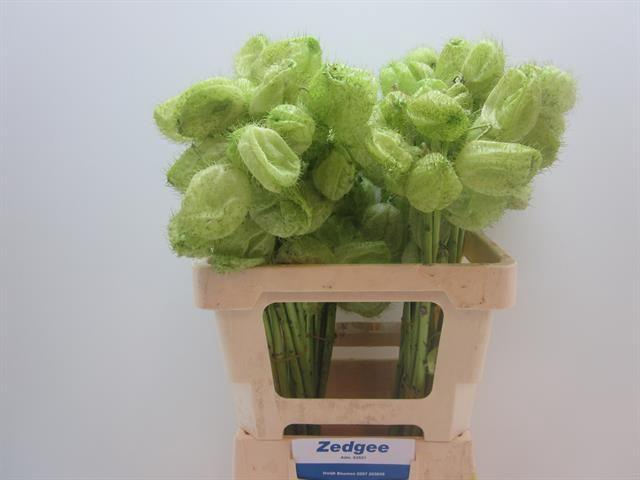 <h4>GOM FR MOBY DICK</h4>